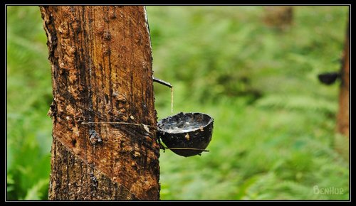 About Images